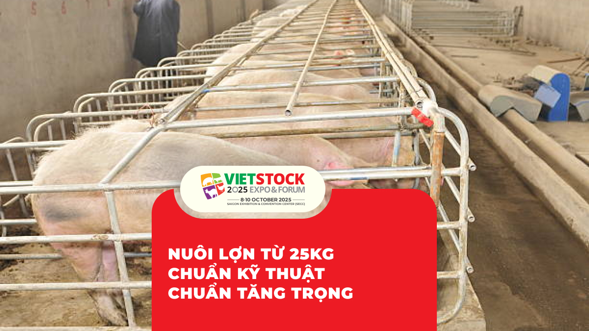 Nuôi Lợn Từ 25kg Chuẩn kỹ thuật Chuẩn tăng trọng